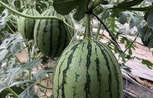 娱乐网红吃瓜,娱乐圈幕后故事一网打尽