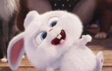 娱乐吃瓜酱兔圆圆,揭秘娱乐圈那些不为人知的幕后故事