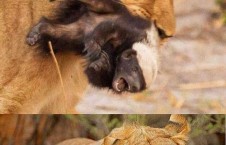 娱乐吃瓜酱小动物,揭秘小动物界的趣味故事